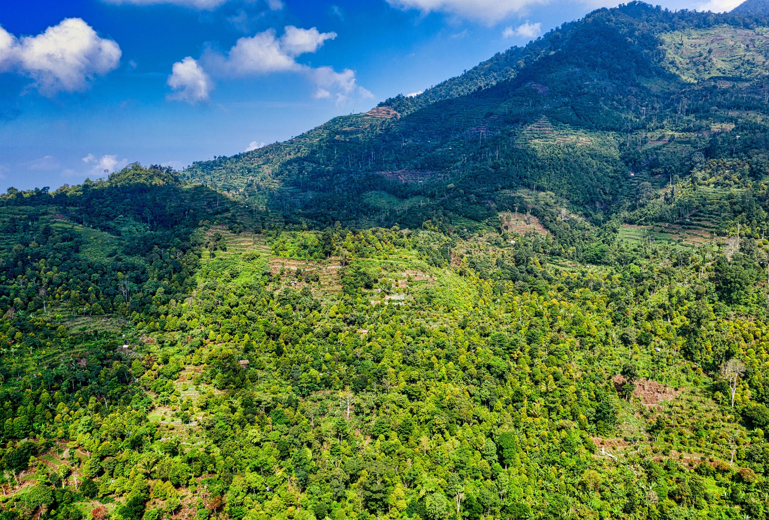 Colombia - China Alta, Ibague Tolima