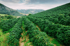 Mexico - Finca Guadalupe Zaju