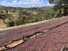 Ethiopia - Yirgacheffe Heirloom