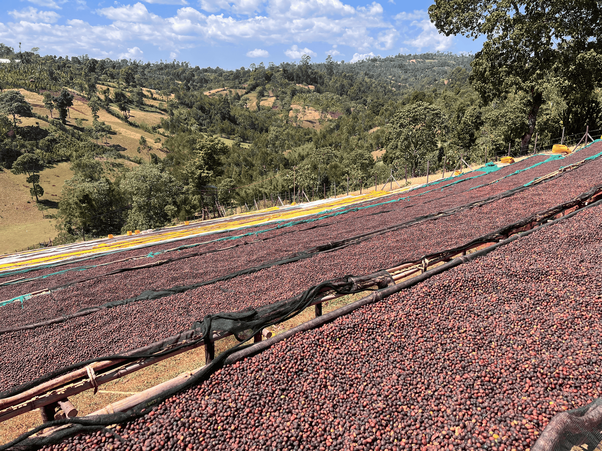 Ethiopia - Yirgacheffe Heirloom