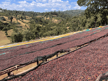 Ethiopia - Yirgacheffe Heirloom