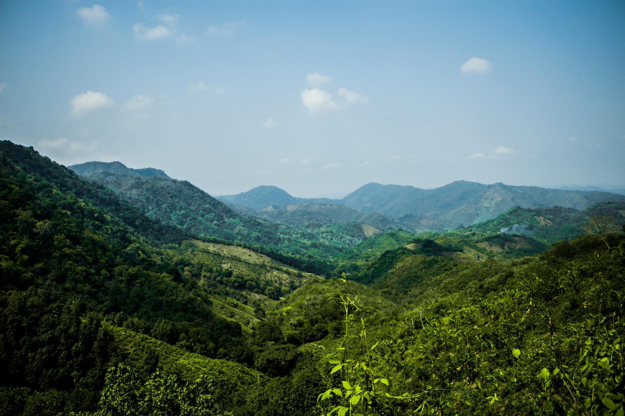 Guatemala - Finca San Lorenzo