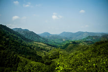 Guatemala - Finca San Lorenzo