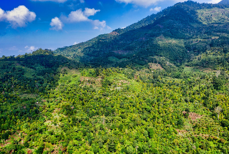Colombia - China Alta, Ibague Tolima